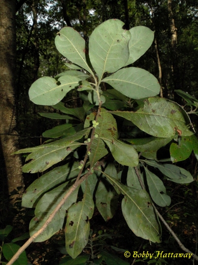 {Morella caroliniensis}